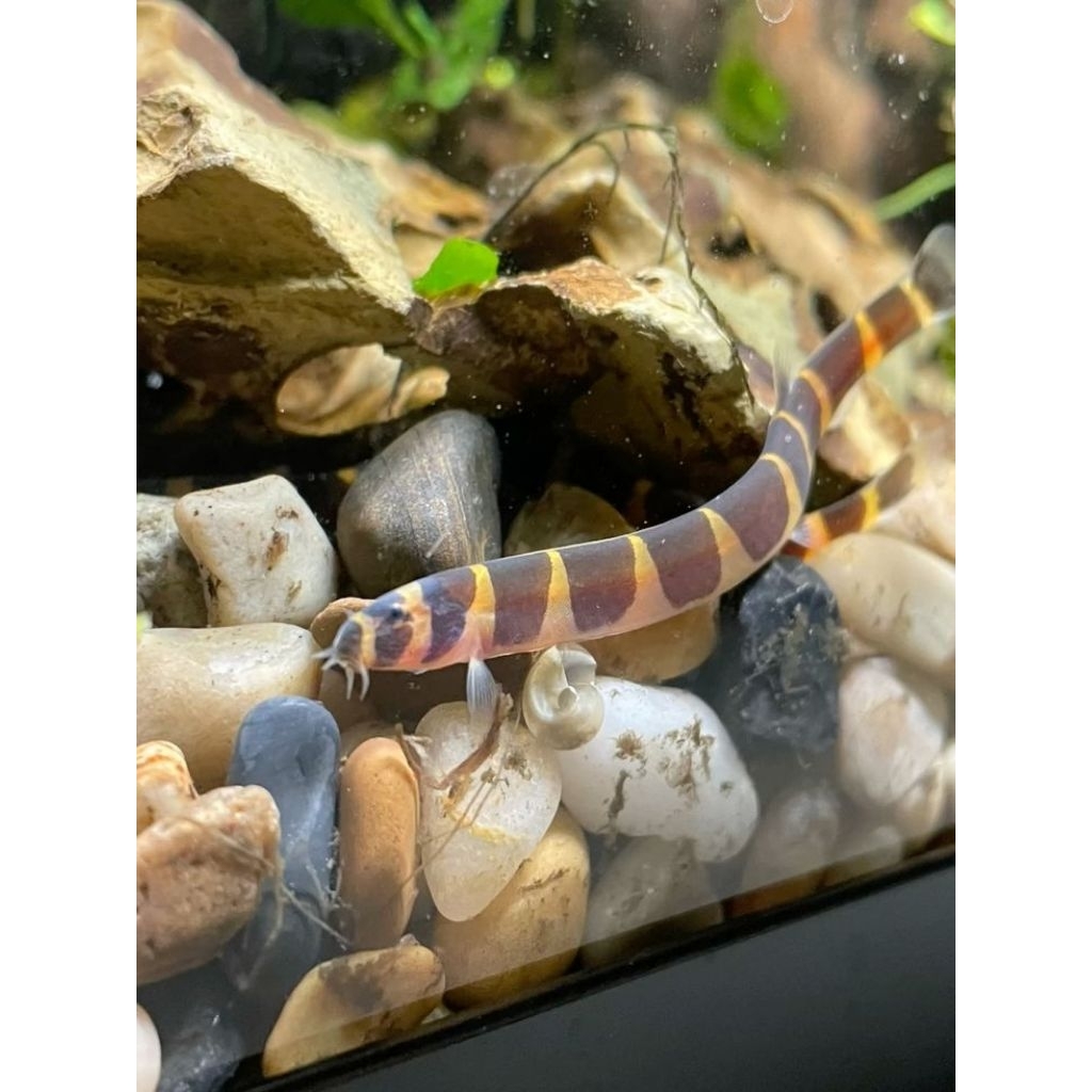 Kuhli Loach - Ikan Hias Pembersih Sisa Pakan