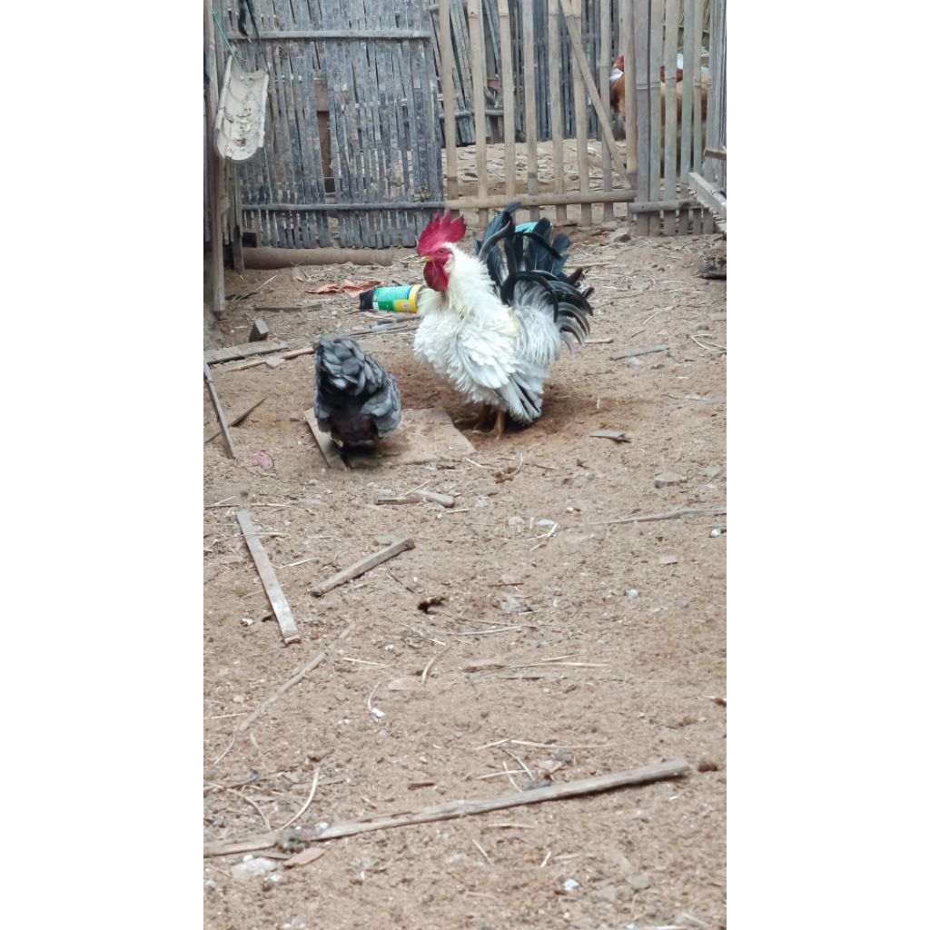 ayam kate walik unik mohon chat sebelunm order