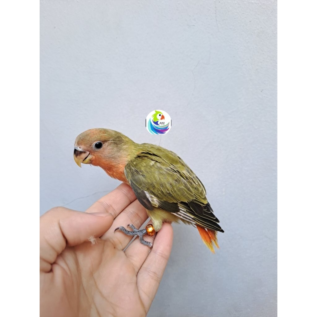 Lovebird Lolohan Nonklep Olive Opaline/Aqua/Marbled/Orange Face