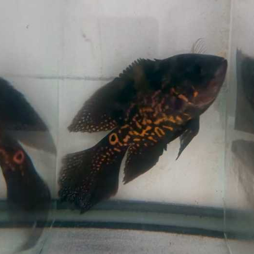 Oscar Tiger Slayer 11 - 12 cm Top Marking