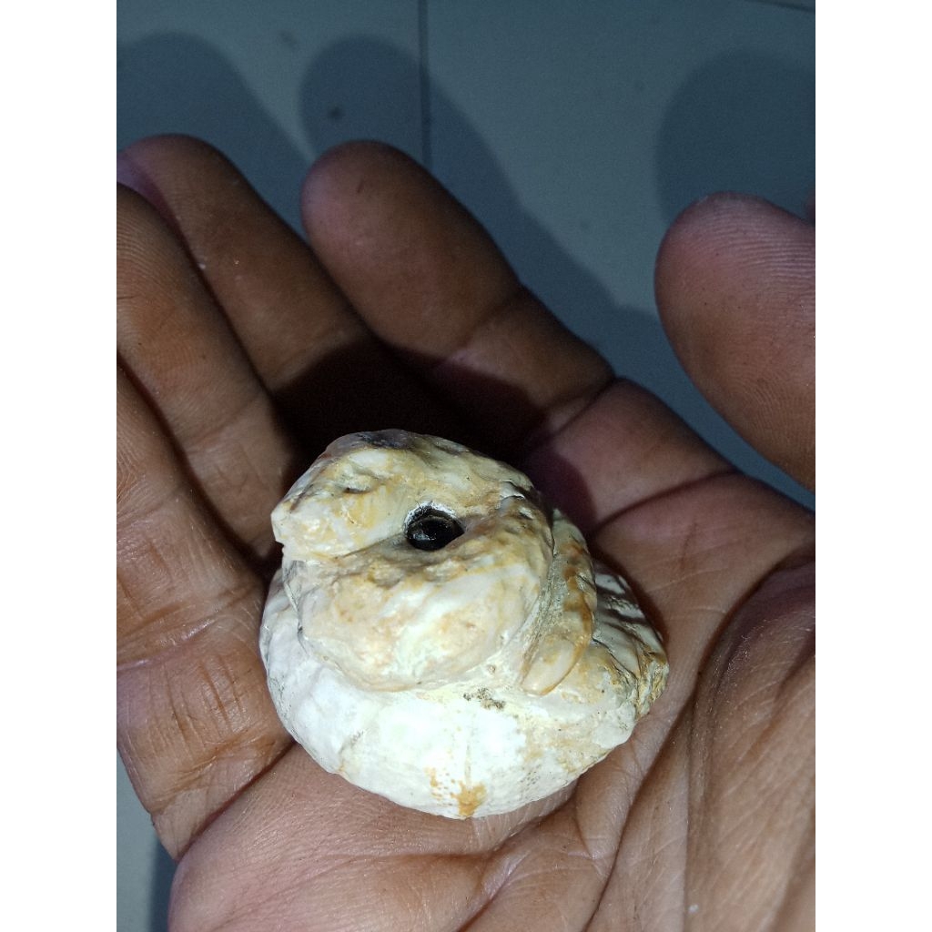 koleksi batu belut putih