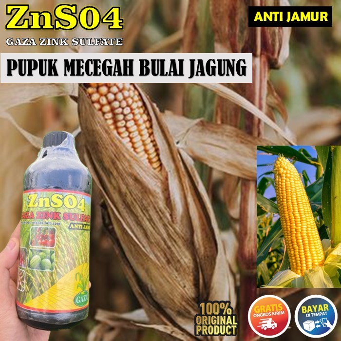ZNSO4 Gaza Zink Sulfate Pupuk Mencegah Bulai Jagung - ZNSO4 Mengatasi jagung dari hama Bulai dan kre