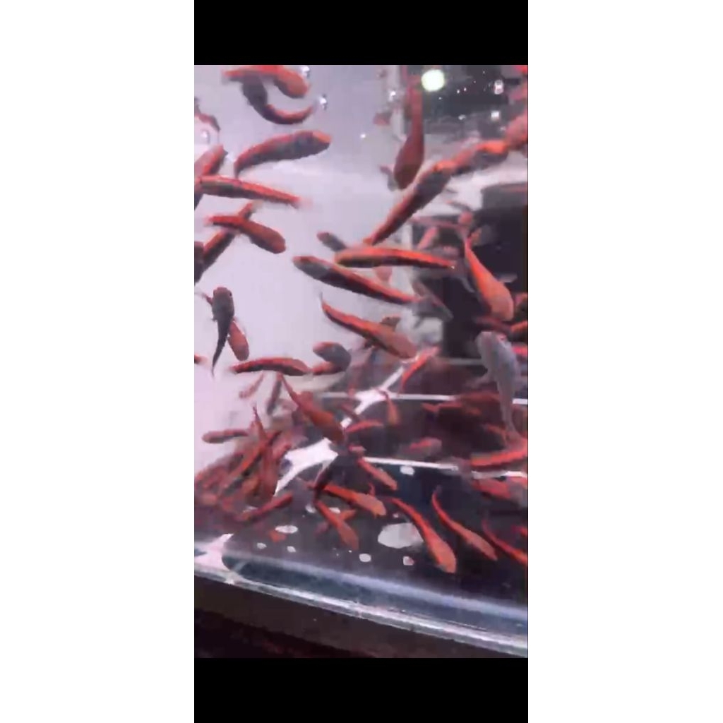 Baby RED LEMPUYANG 5-6CM