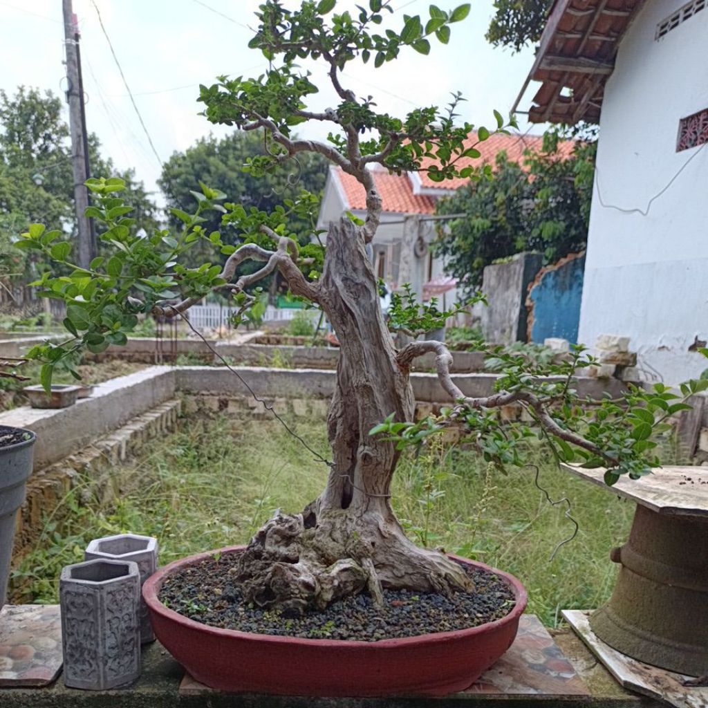 wacang berkarakter fosilan