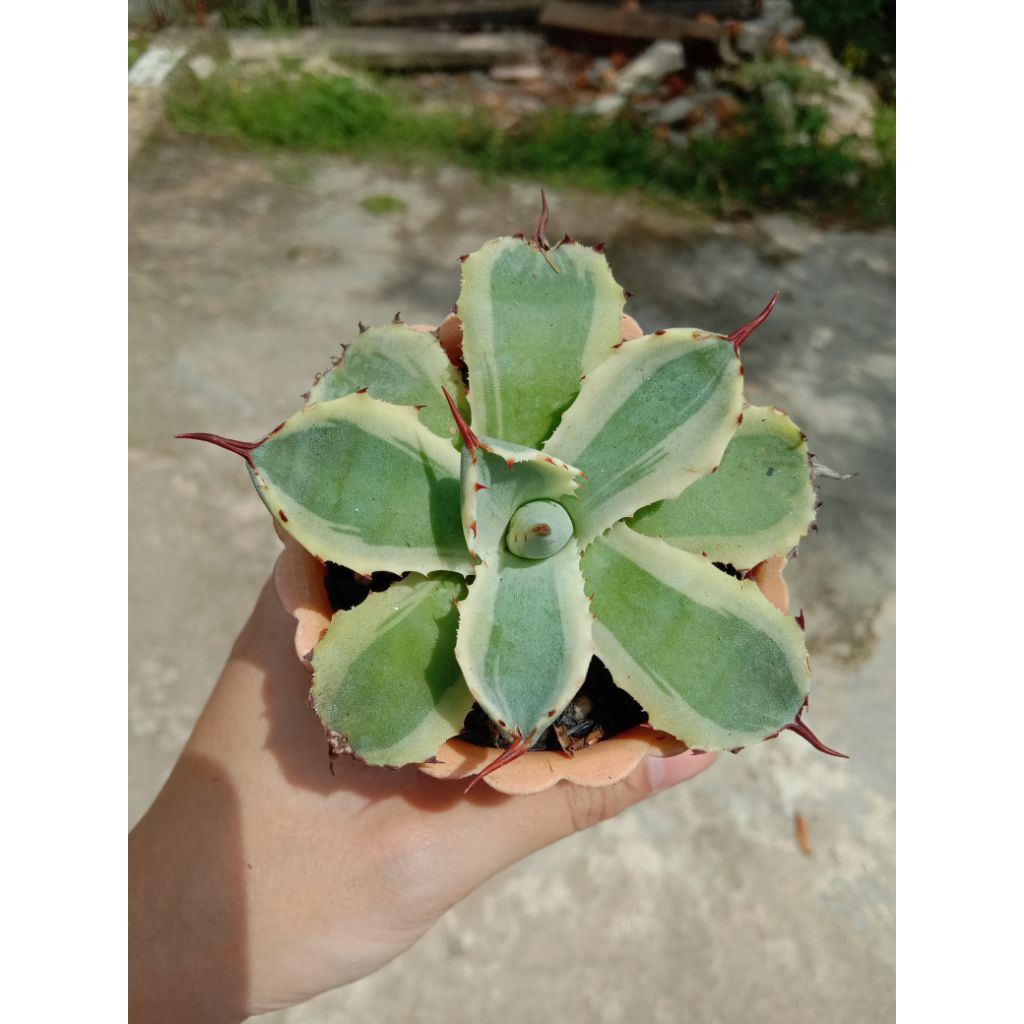 SUKULEN AGAVE KISHOKAN .