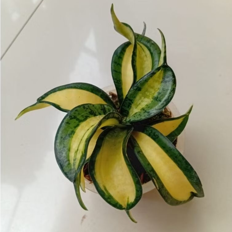 Tanaman Hias Sansivera Golden Wendy's