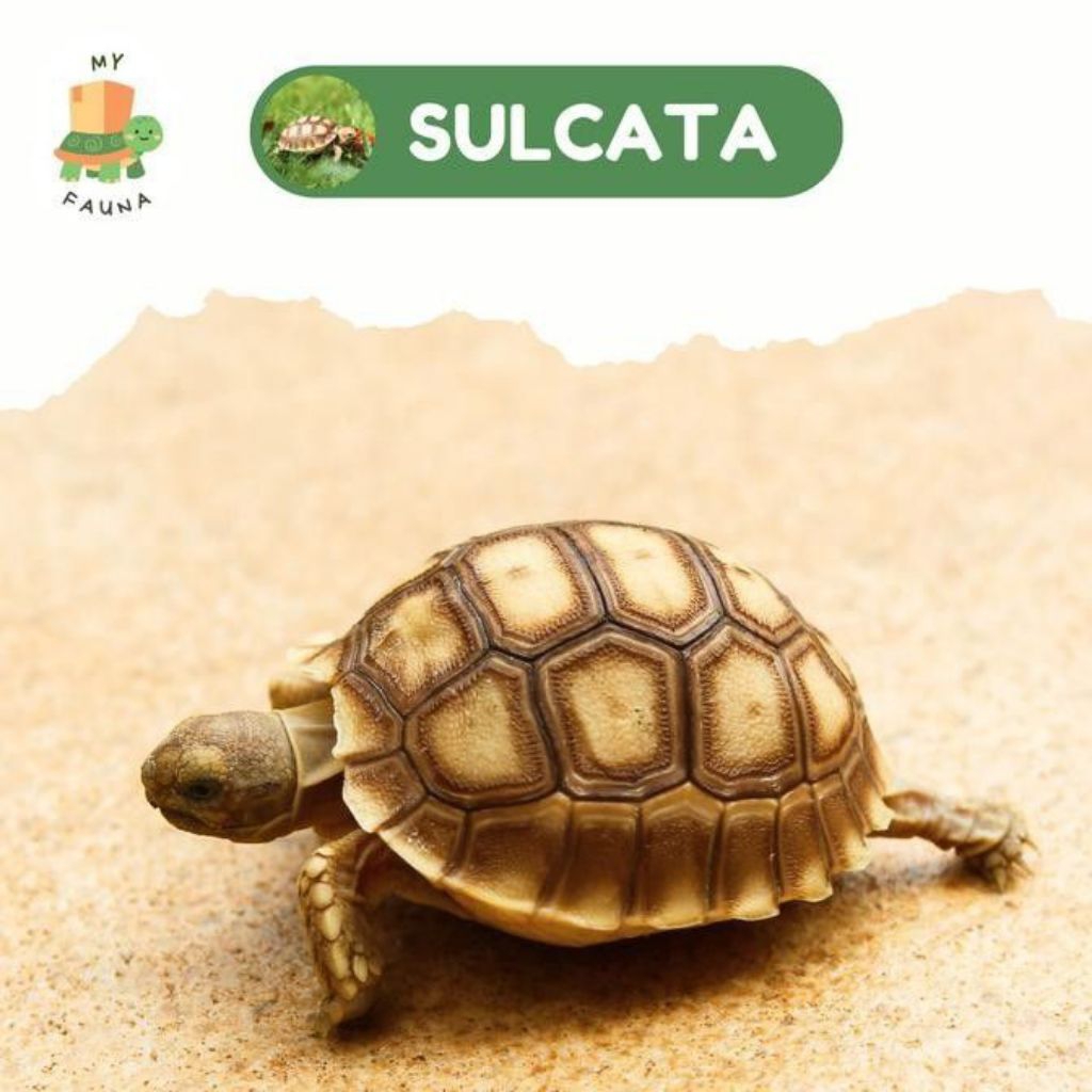 Kura-kura Sulcata 5-7cm