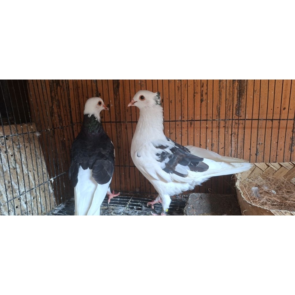 merpati sepasang blantong hitam