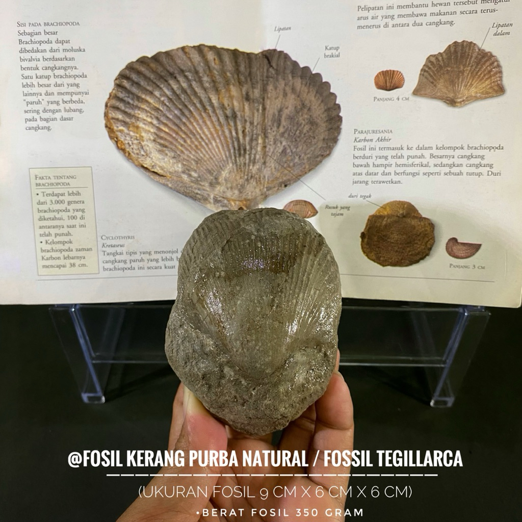 Bongkahan Fosil Kerang Hitam Purba A46 atau Fossil Shell atau Fosil Kijing atau Fosil Keong atau Fos