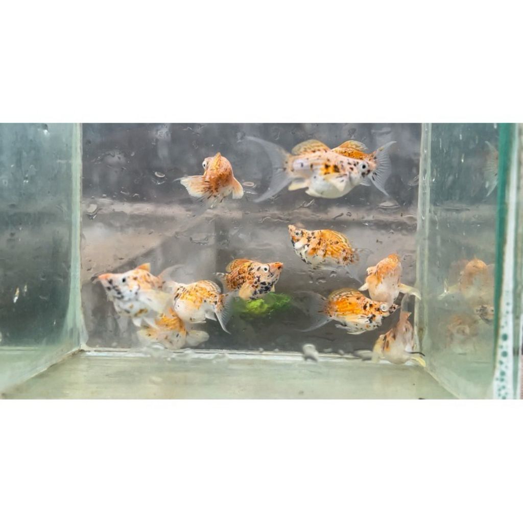 Ikan Molly Calico