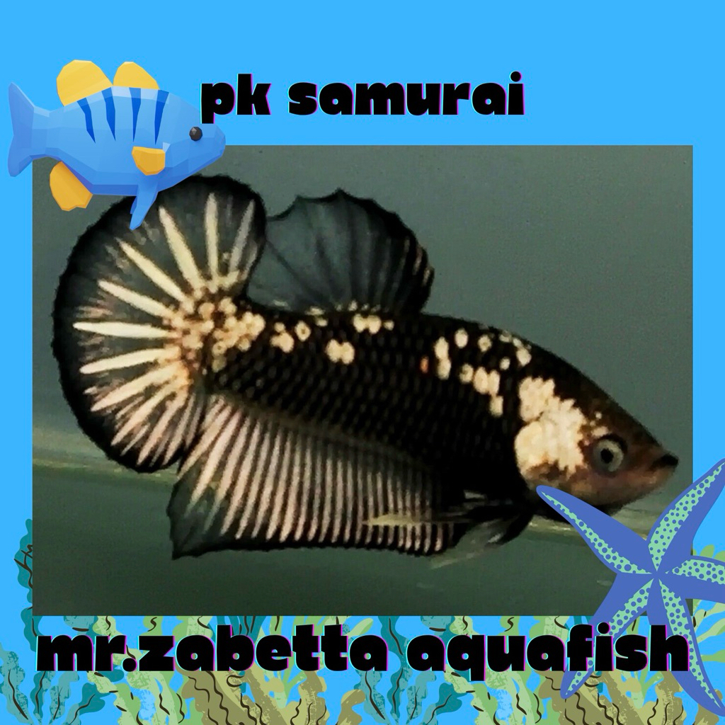 hiasan akuarium cupang avatar gold copper real picture