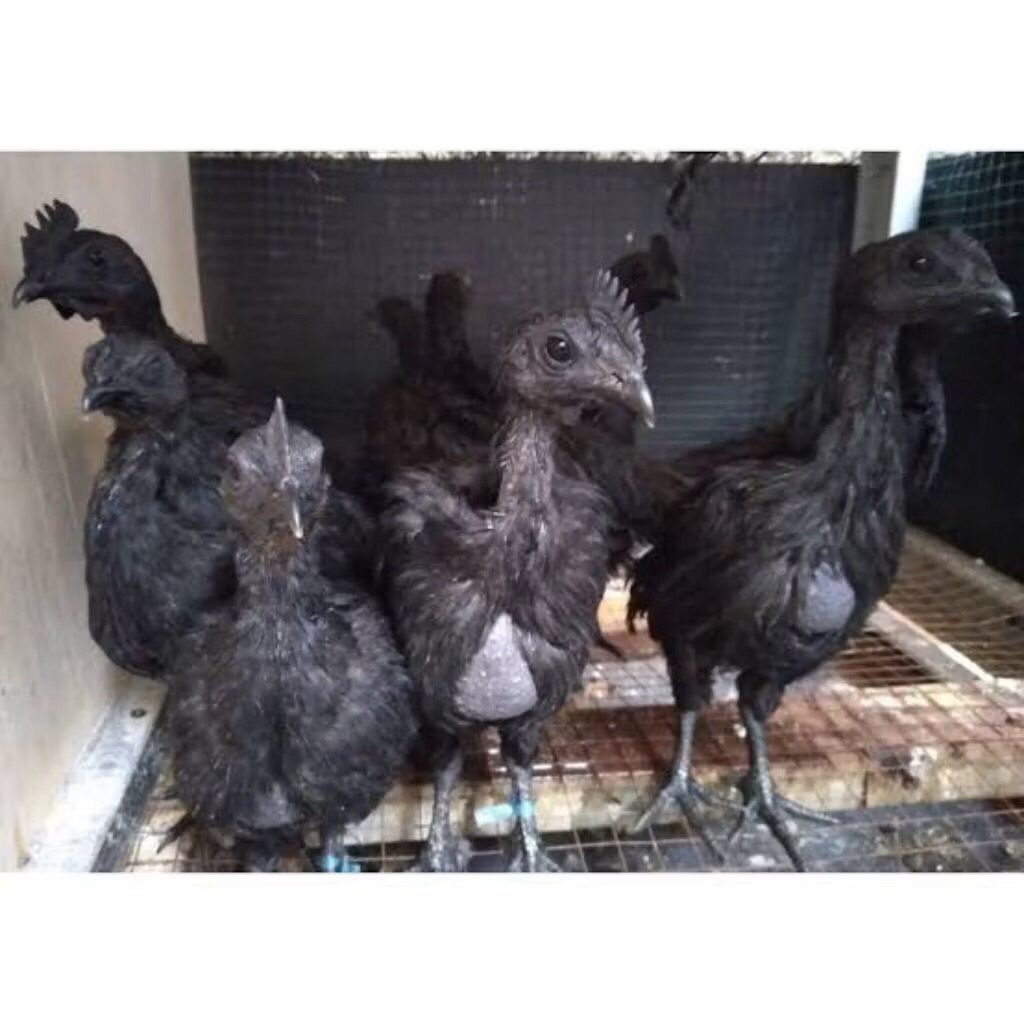 AyAM CEMANI anak pilihan 123 bulan