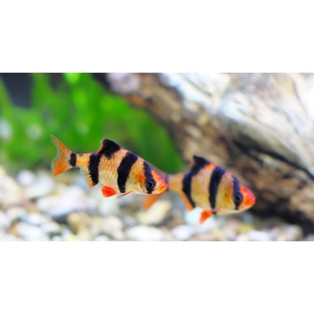 Tiger Sumatra aquascape