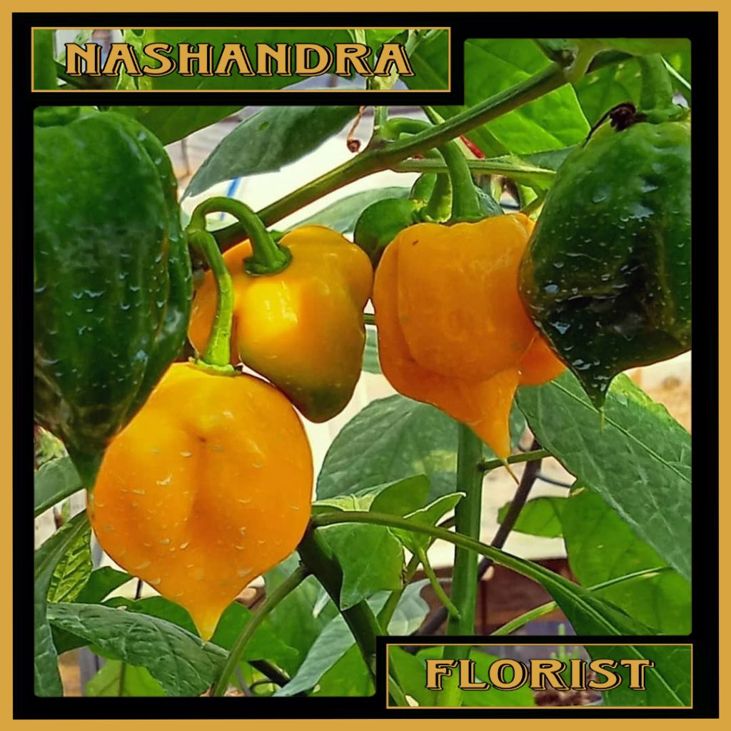 Tanaman Hias Bibit Carolina Reaper | Yellow Carolina Reaper