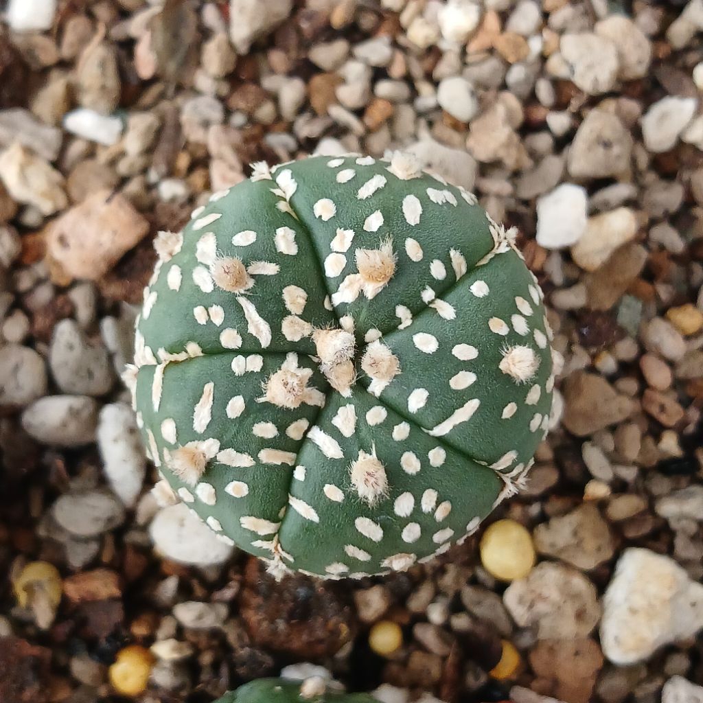 Astrophytum 5 ribs V-type | Kaktus