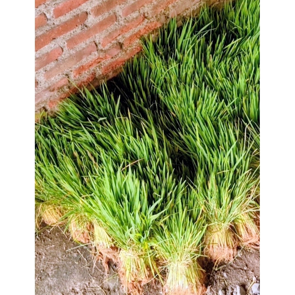 Bibit Padi siap tanam per ikat