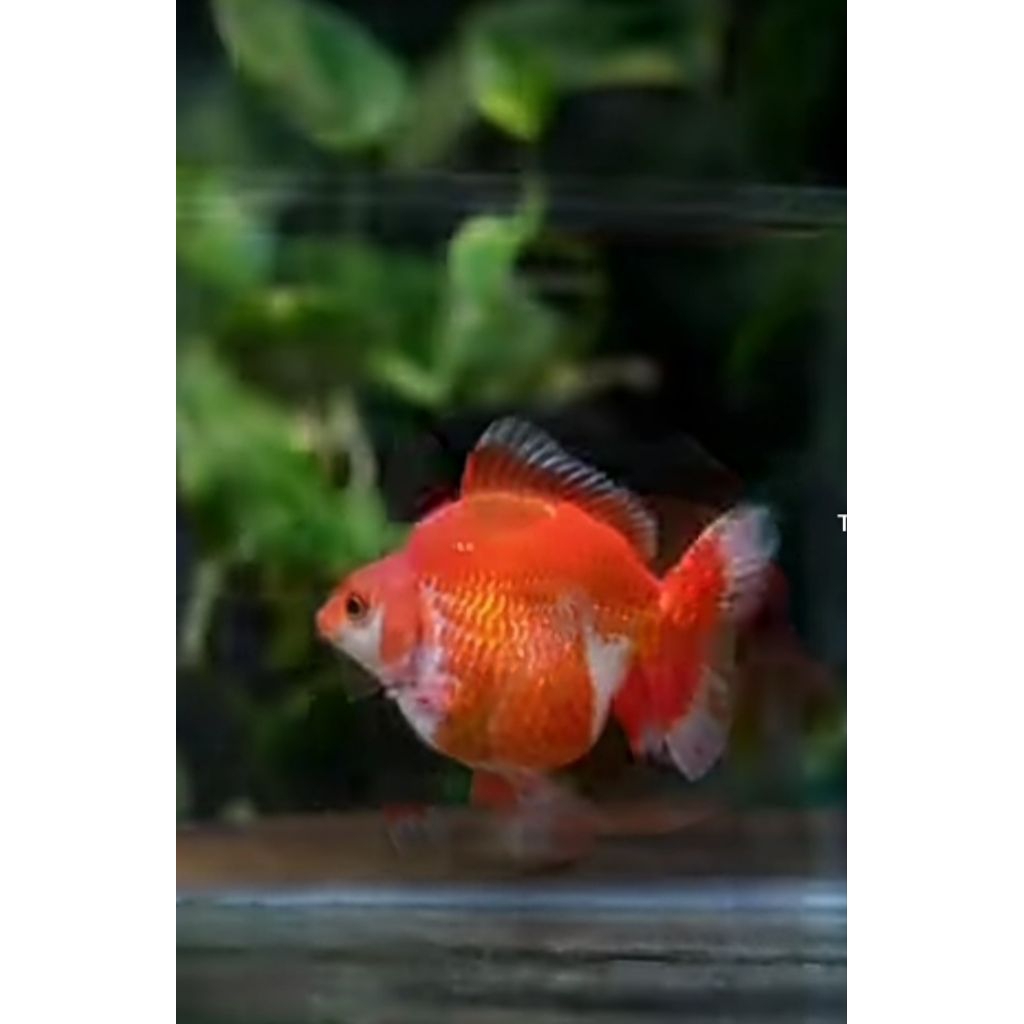 Hiasan akuarium ryukin size 12-13cm big