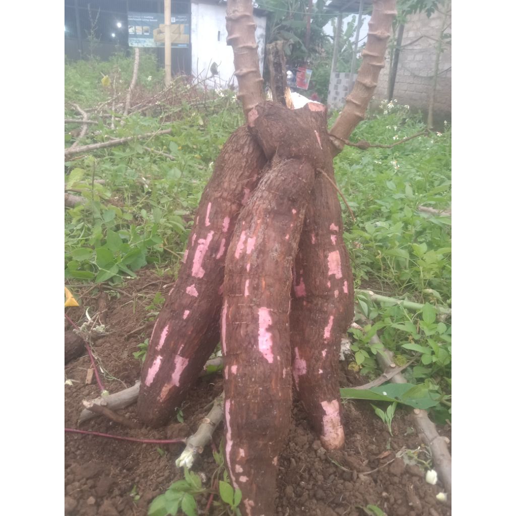 BIBIT POHON SINGKONG KULIT MERAH /10 BATANG PANJANG (25CM)