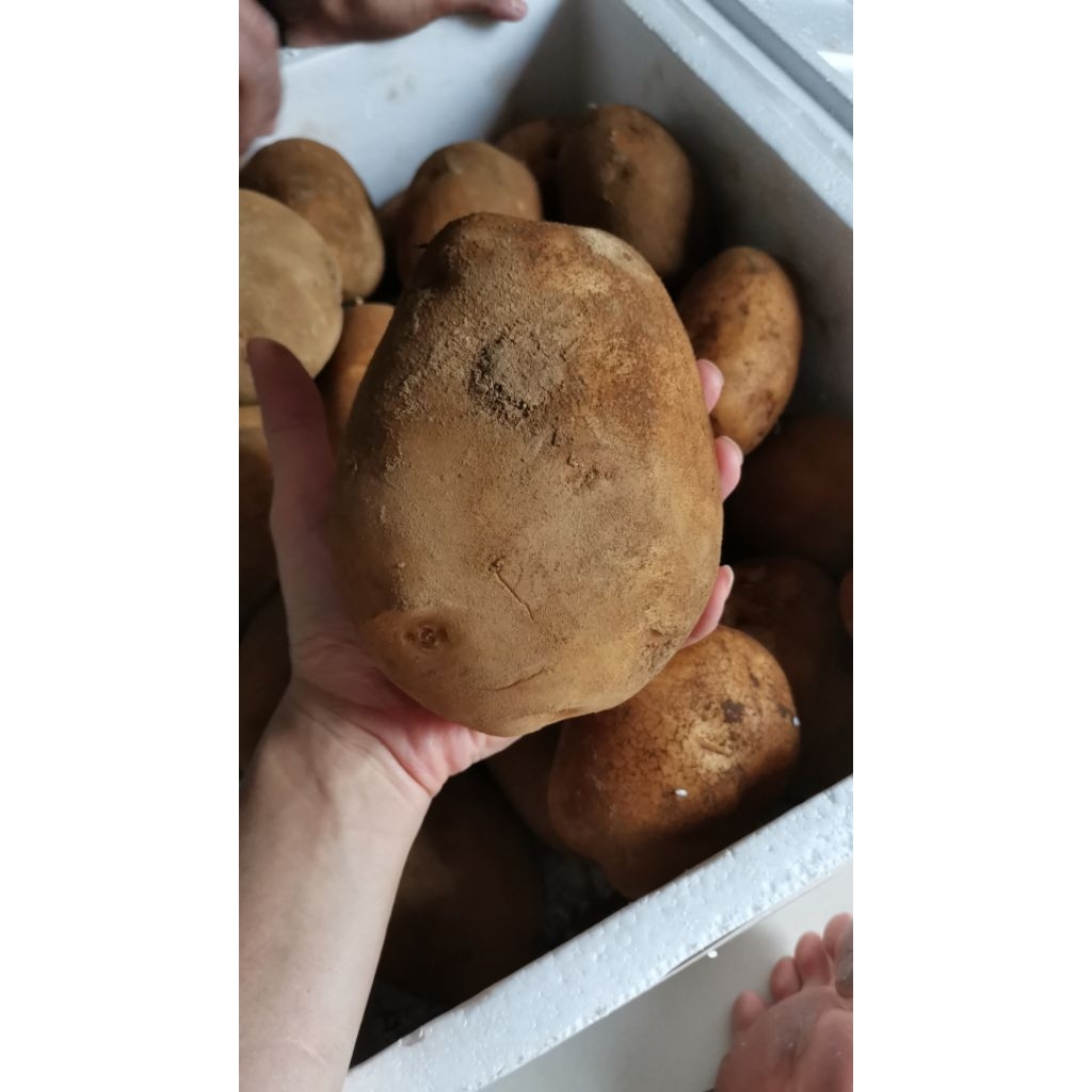 Kentang Dieng 1KG - Kentang Dieng Kuning 1KG - kentang dieng asli - fresh segar