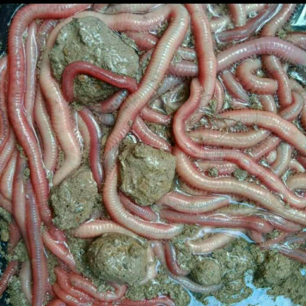 Cacing Nipah per box Grade E isi 10 panjang 30-45cm untuk umpan mancing udang galah