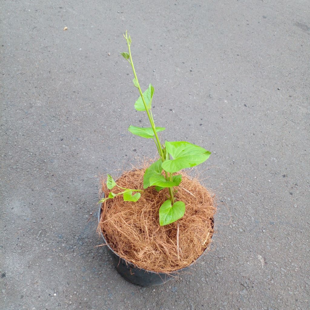Bibit Tanaman Sayur Buah Ubi Orange Kolak Biji Salak Orange Sweet Potatoes Live Plants
