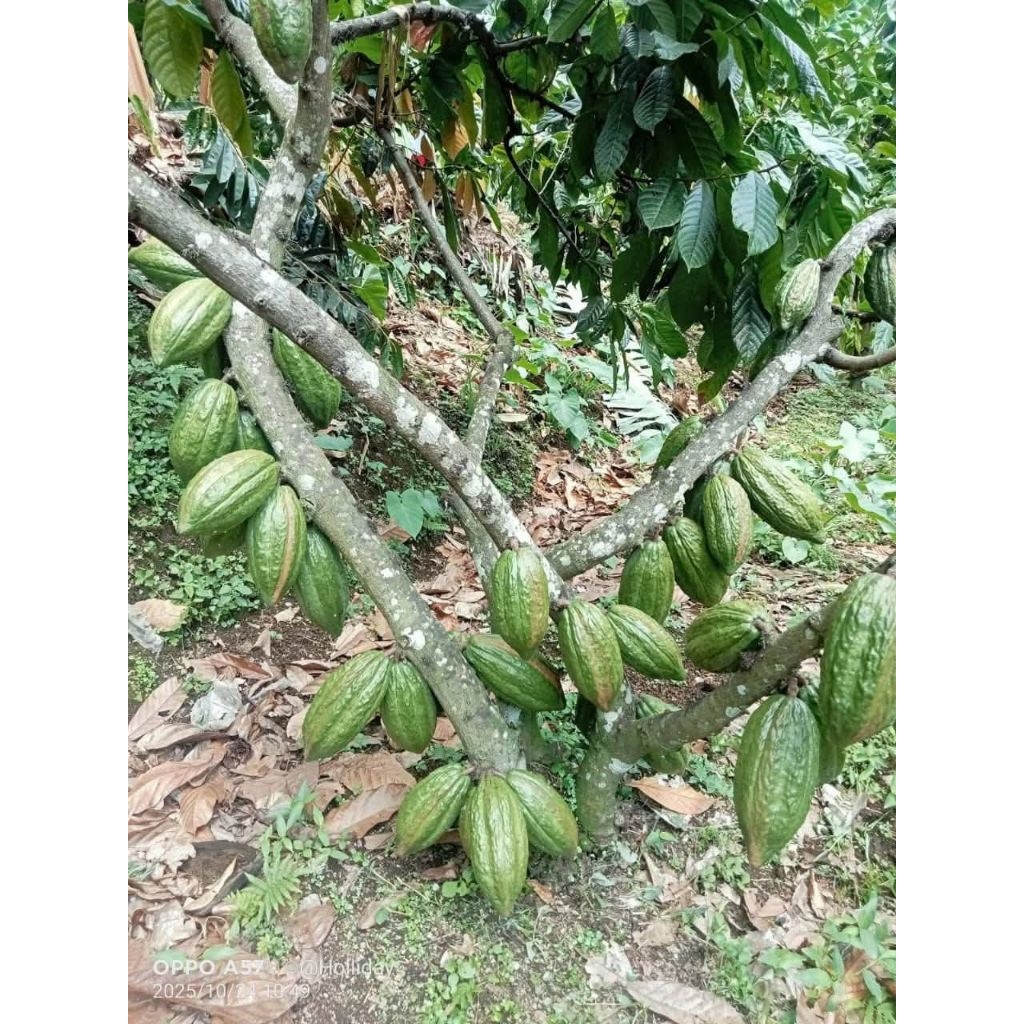 Bibit kakao ijo kajuman
