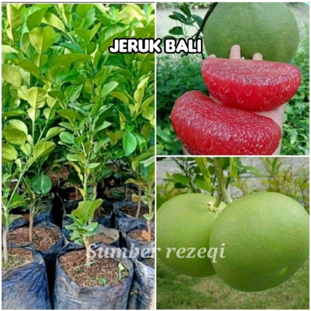 bibit jeruk Bali super okulasi