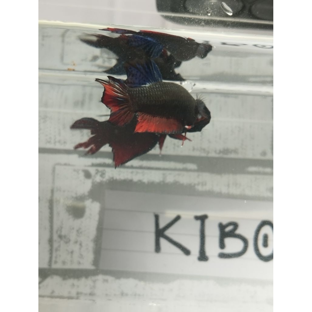 Ikan Cupang Aduan Medan Super ORI ( MDS ) SIAP ADU Gigi tajam sisik keras