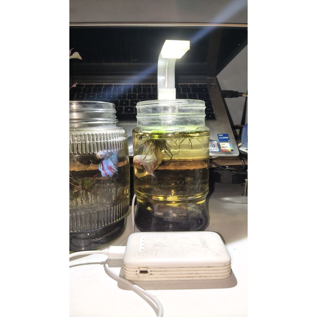 lampu jepit aquarium