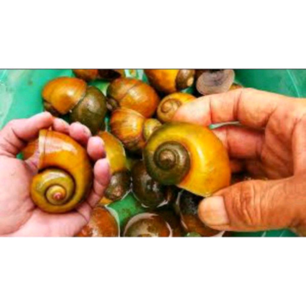 Cangkang keong mas hanya cangkang saja cocok untuk hiasan