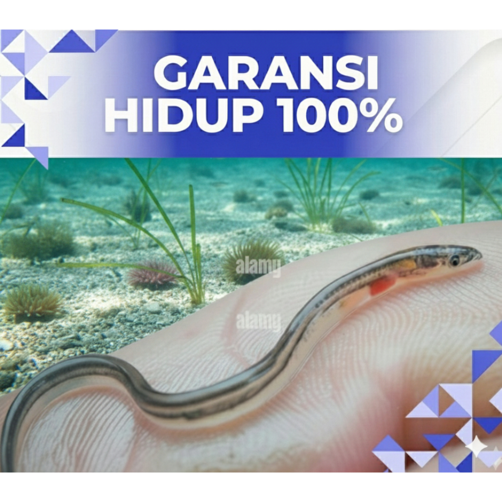 (Bibit Ikan Sidat Hidup) Grade A - Benih Ikan Sidat - Siap Budidaya Di Aquarium / Terpal / kolam