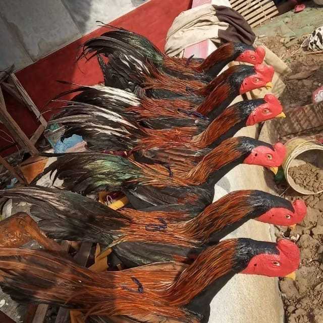 ‎Boneka Ayam Jago - Boneka Ayam Aduan (latihan)