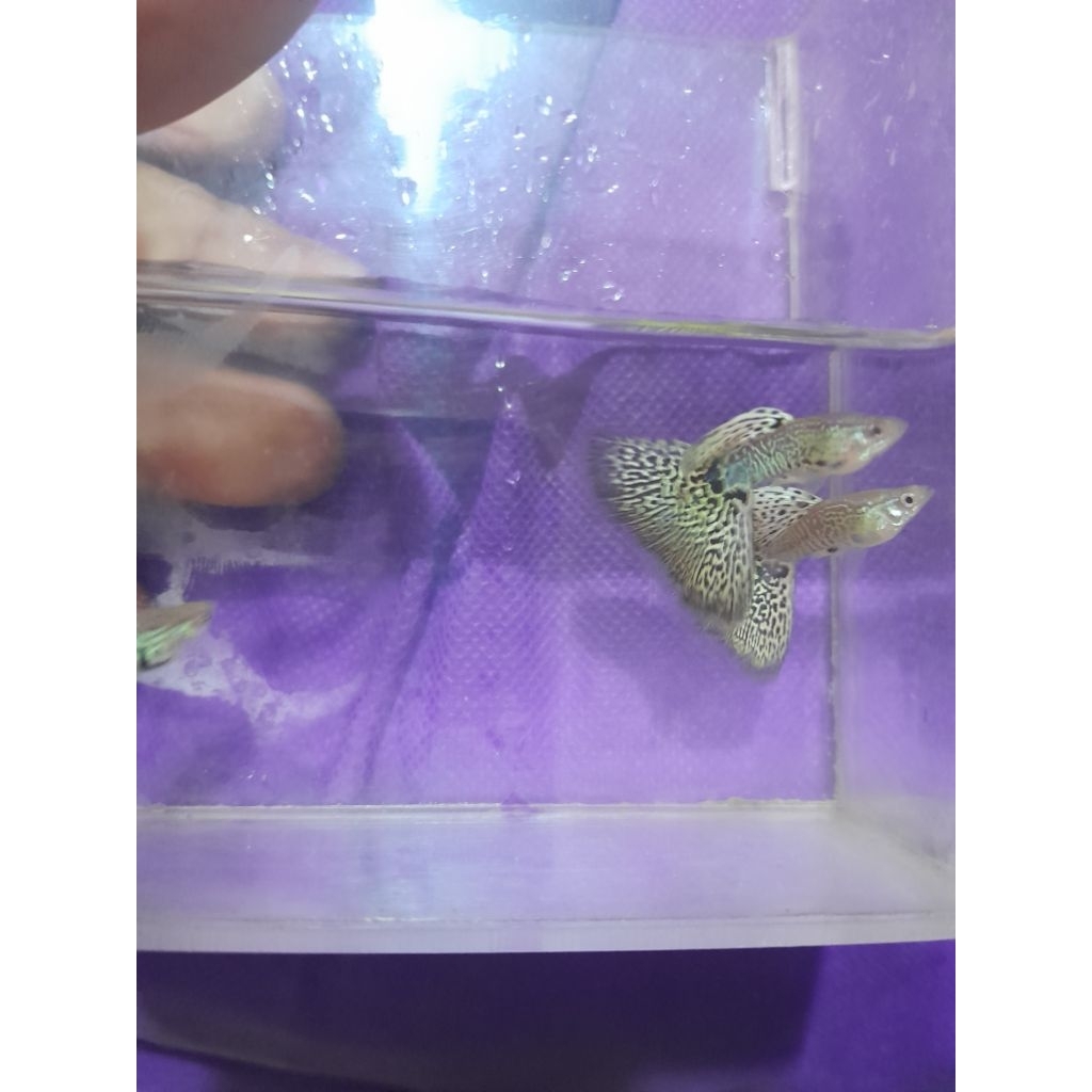 Hiasan Aquarium Guppy Yellow Cobra