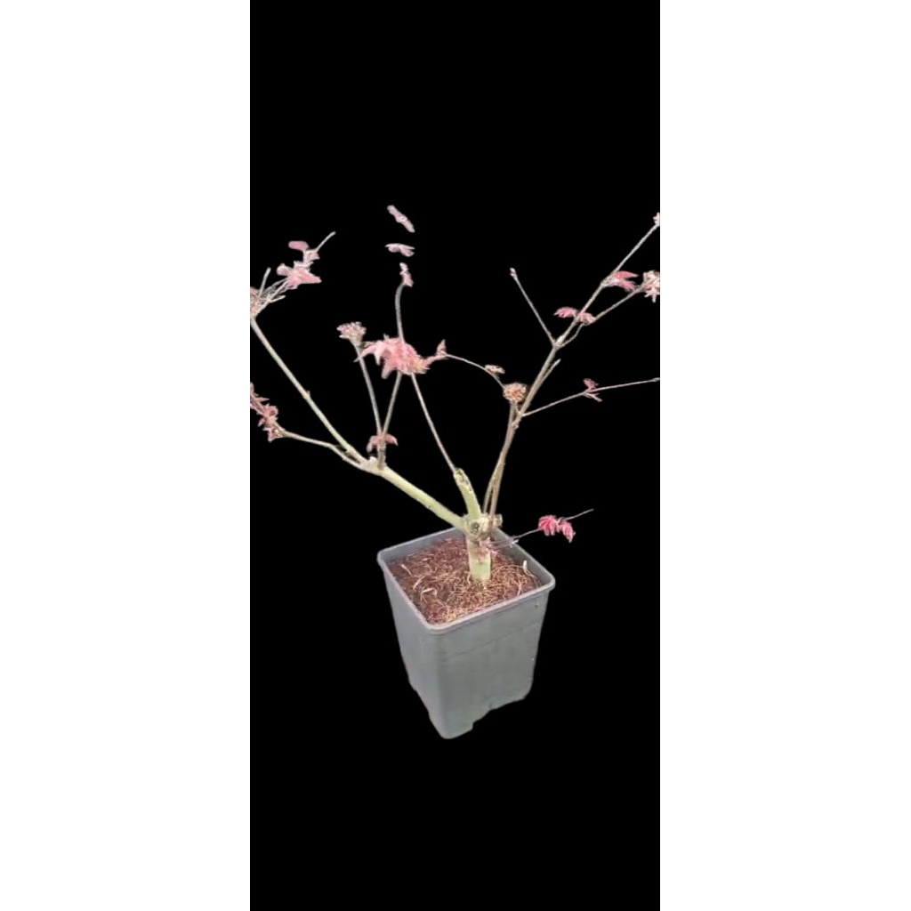 pohon japanese red maple