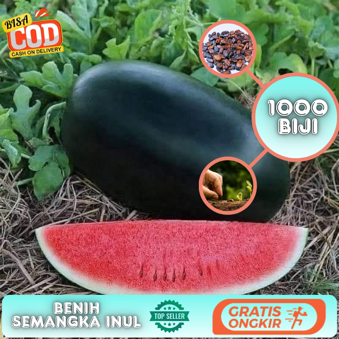 ± 1000 Benih semangka inul Buah Besar & Segar | Cocok untuk Kebun Rumahan