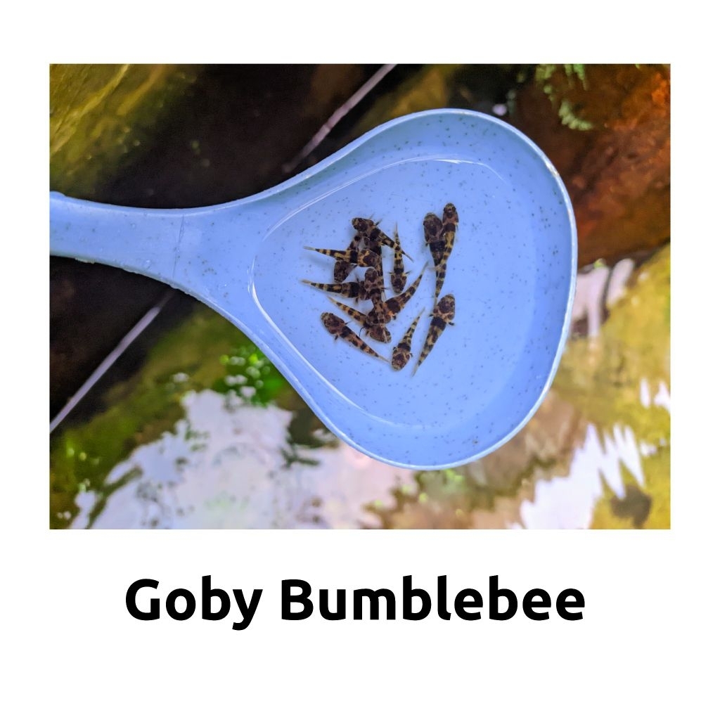 hiasan aquarium ikan hias goby Bumblebee aquascape