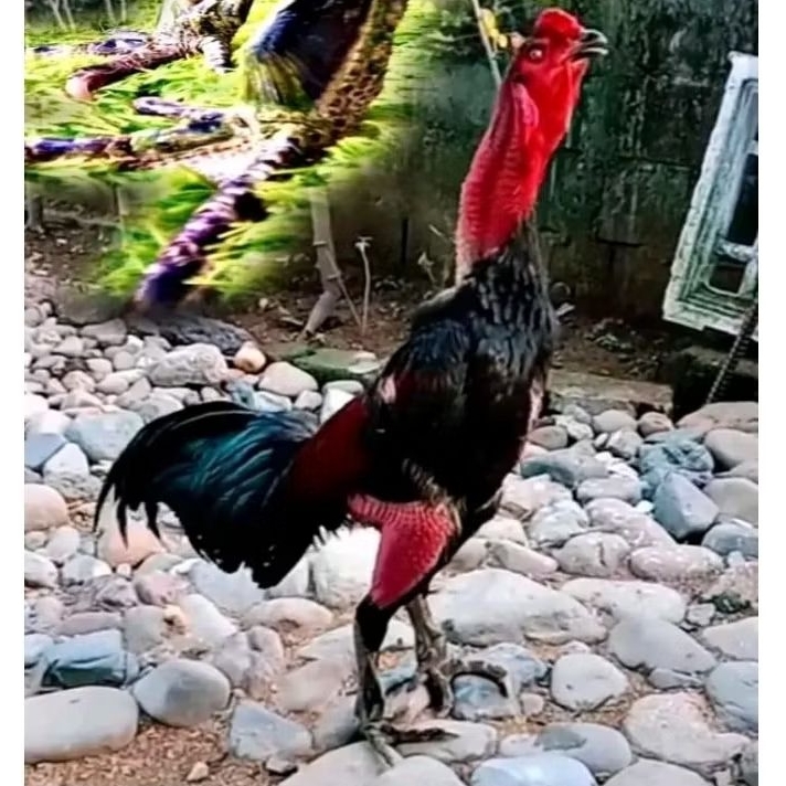 TELUR AYAM GANOI VIETNAM ORI KAKI GUNUNG