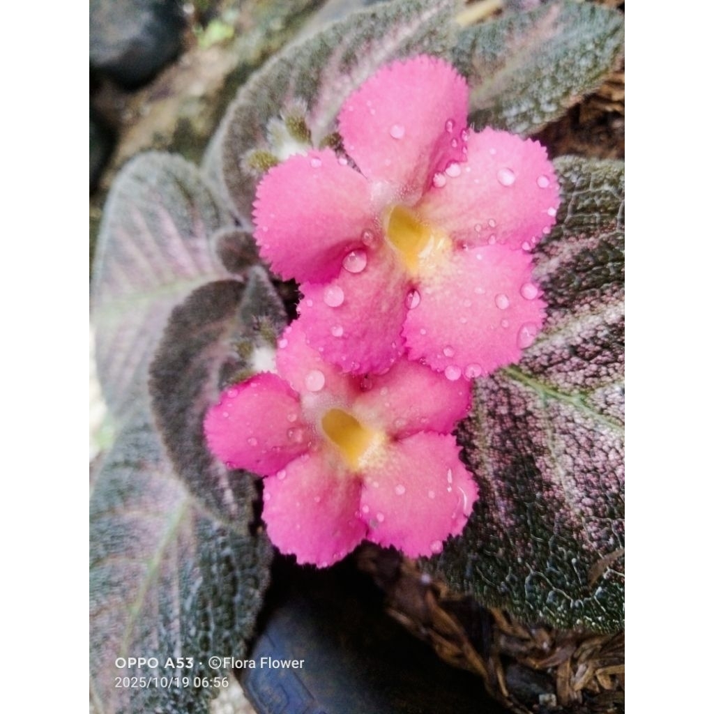 episcia hybrid Black Pink bunga pink
