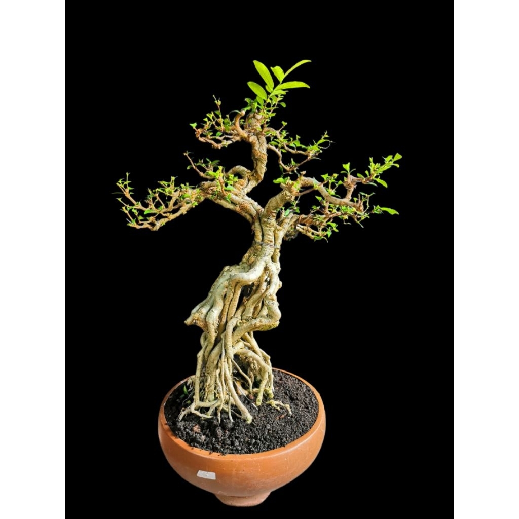 Bonsai Anting Putri / Bonsai Anput