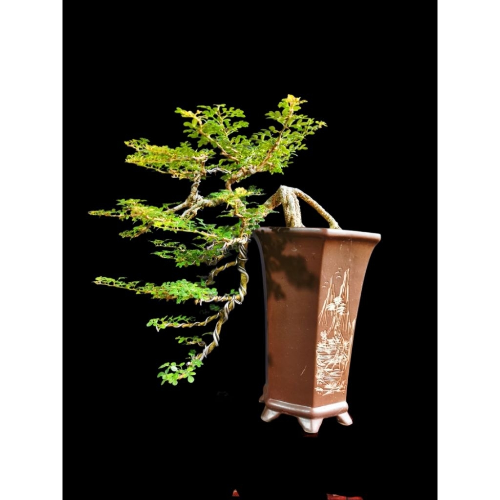 Bonsai Kawista Batu Medium