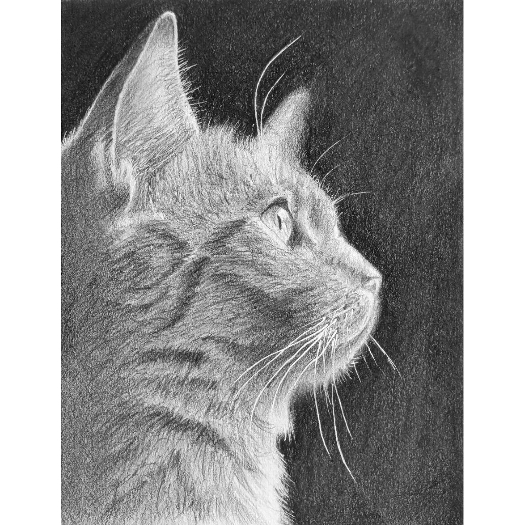 SKETSA HEWAN|GAMBAR KUCING /JASA GAMBAR HEWAN