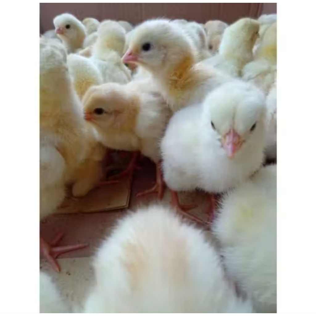 Bibit Ayam Negri Pejantan Super sudah vaksin-pengiriman Aman