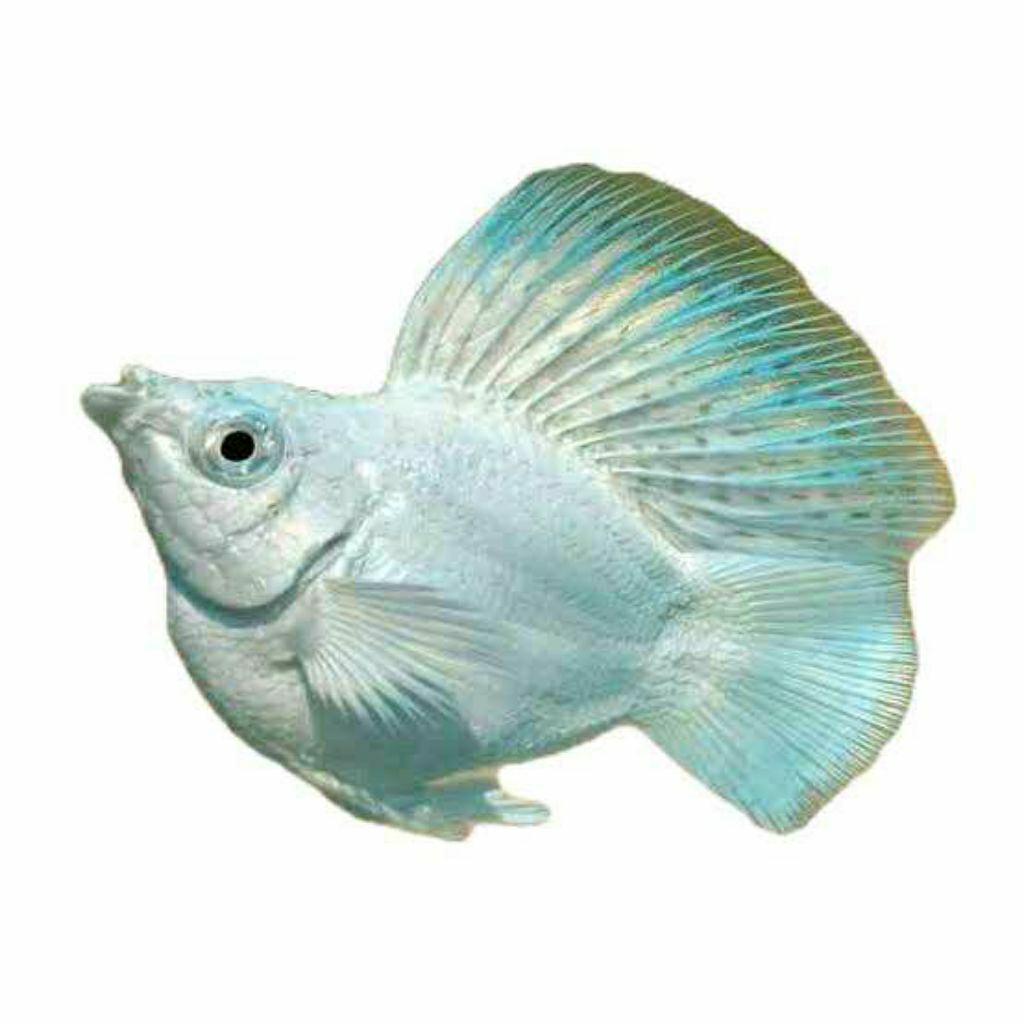 Molly Balon Sailfin Sunkist Roundtail