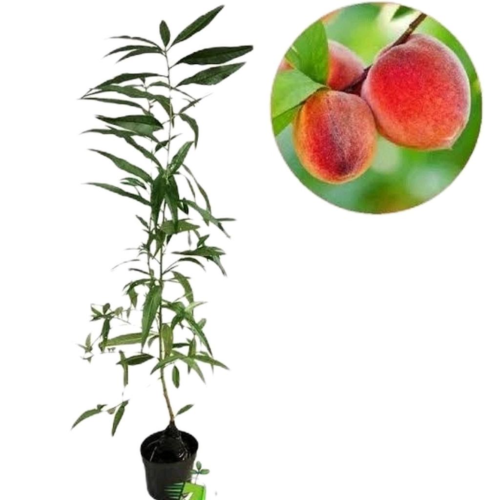 Bibit Tanaman Buah Peach