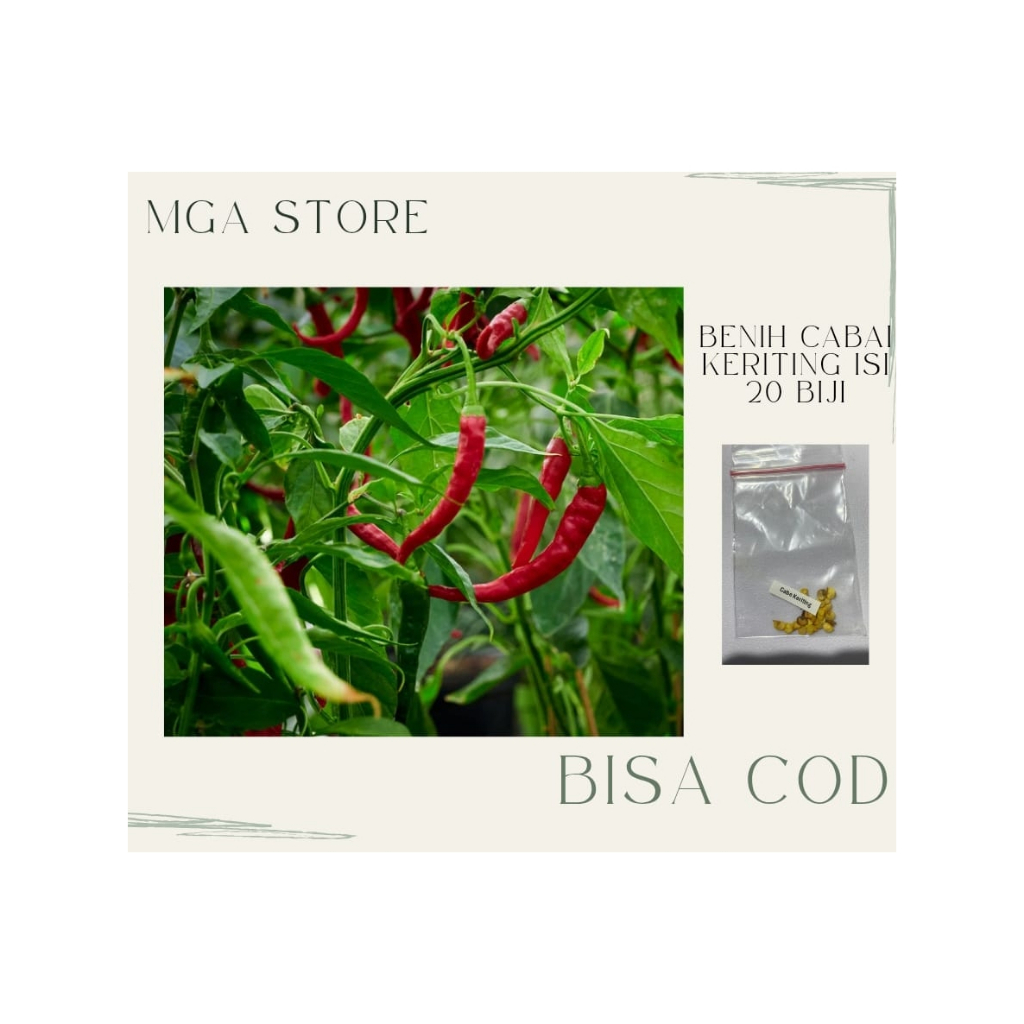 20pcs Benih Cabe Keriting Unggul - Tahan Penyakit, Panjang, Merah Mengkilap