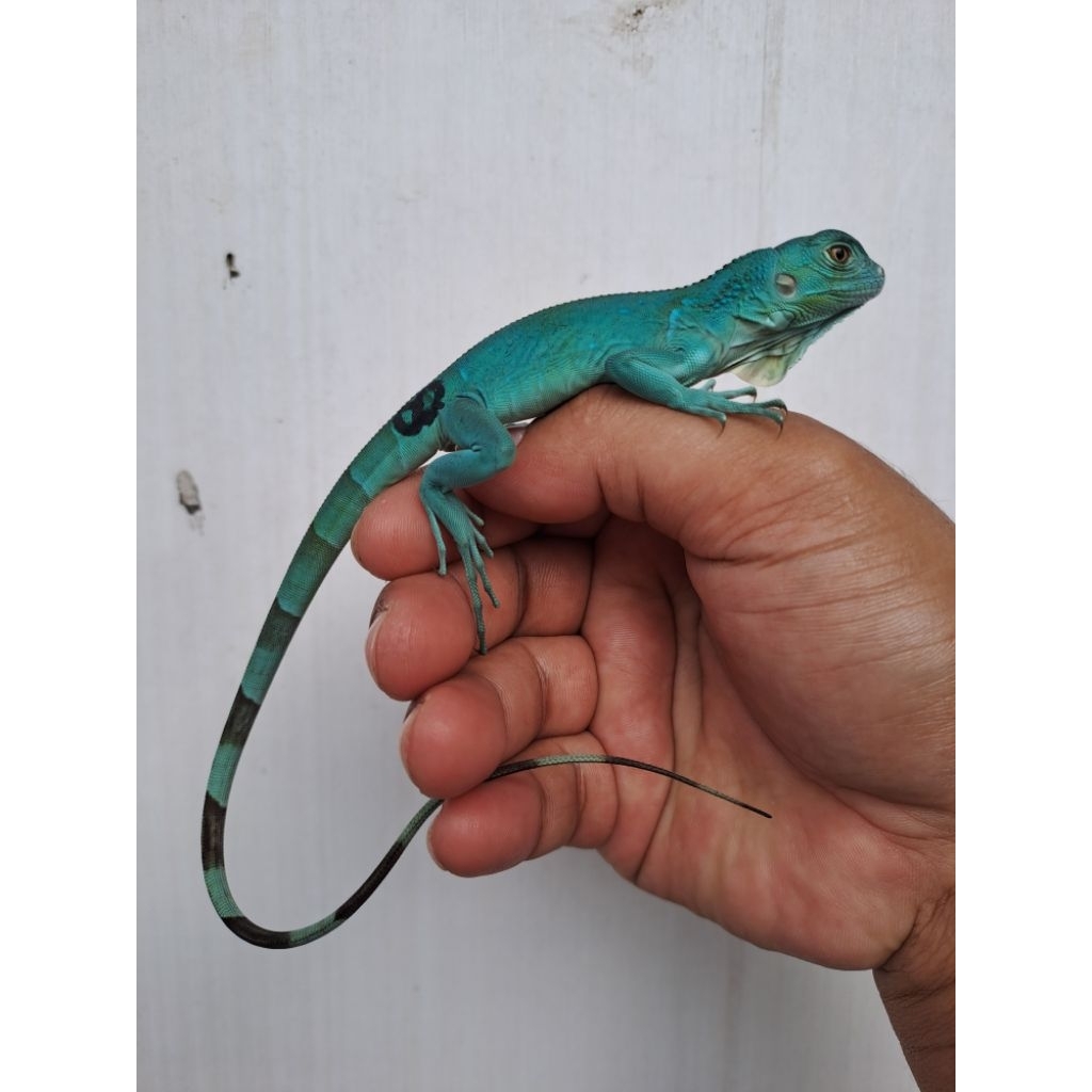 PAJANGAN IGUANA BLUE