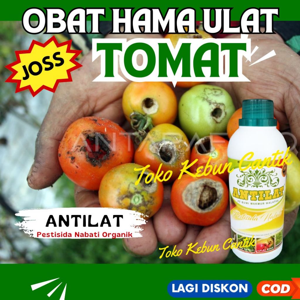 Obat Hama Ulat Tomat Antilat 500ml – Basmi Ulat Tomat, Cabe, Terong & Ulat Daun, Tanaman Lebih Kuat 