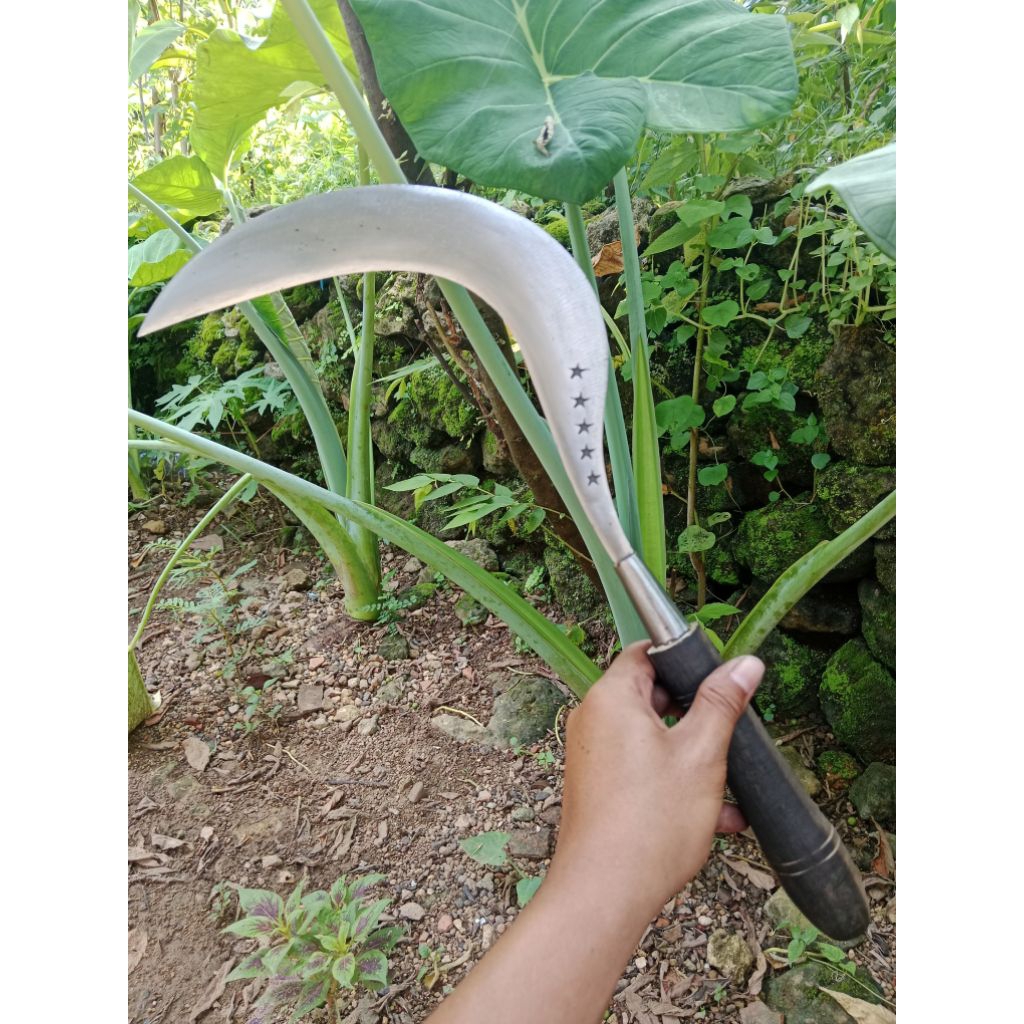 Sabit rumput khusus berkebun asli baja khas madura