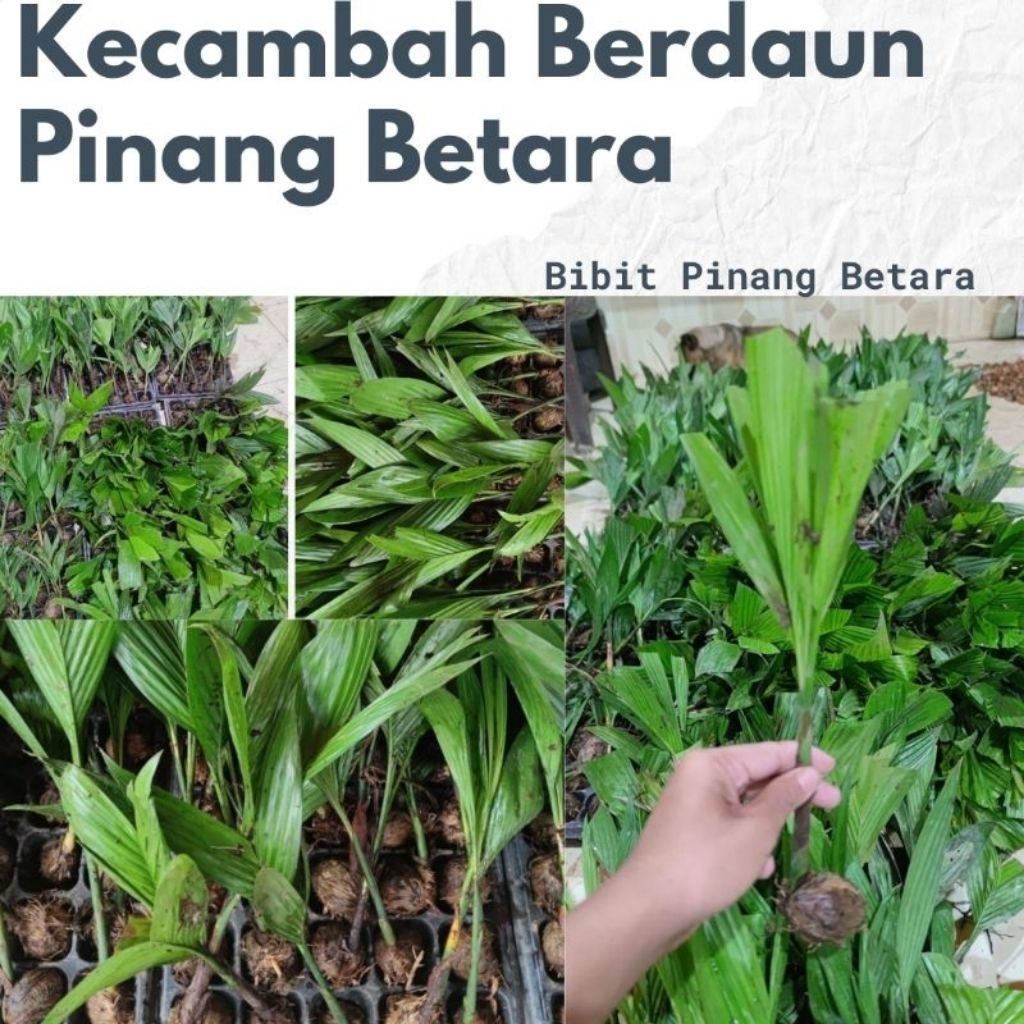 Kecambah Pinang Thailand | Bibit KecambahPinang Super Unggulan/ Bibit pinang betara unggul (bibit pi