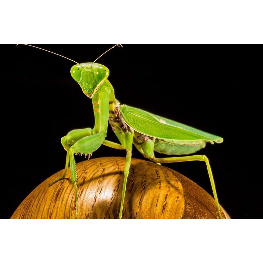 BELALANG SEMBAH ATAU CENCORANG